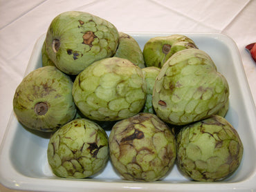 Cherimoya-Fruchtsamen