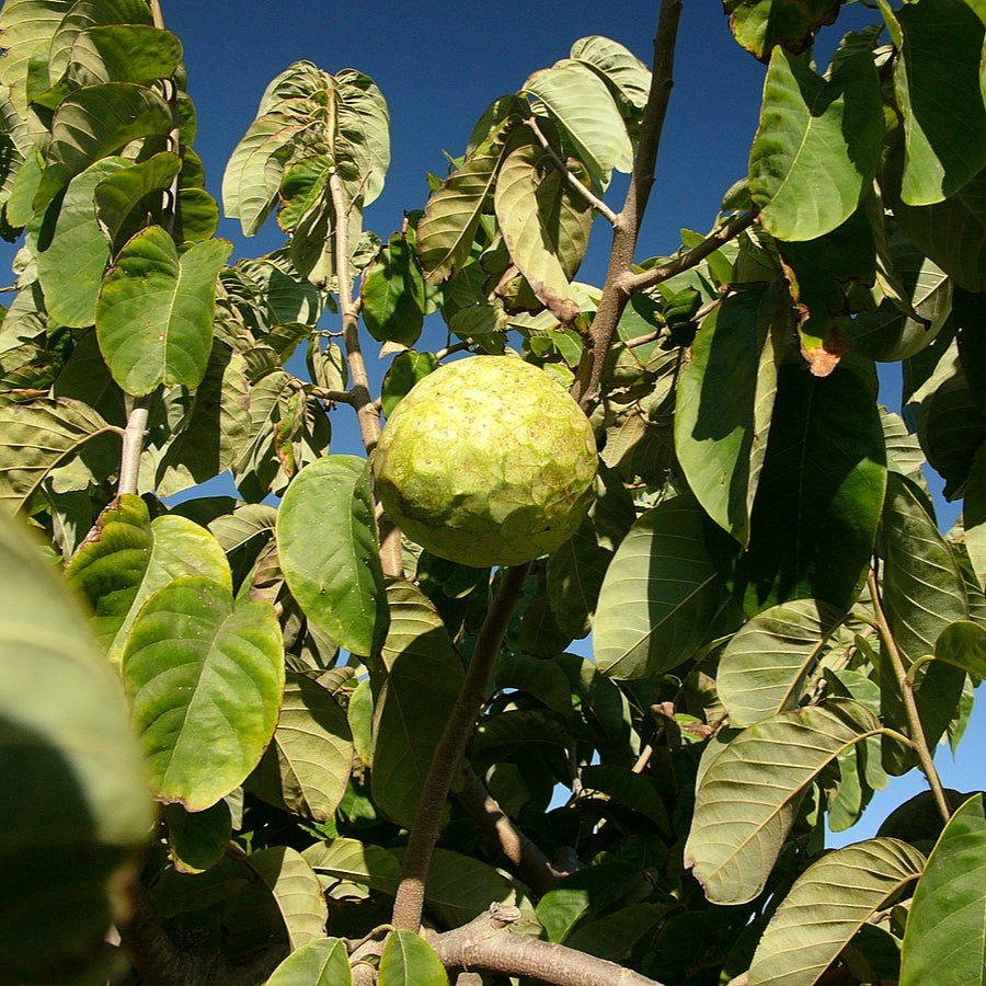 Cherimoya-Fruchtsamen