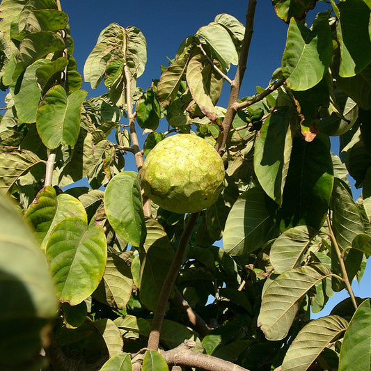 Cherimoya-Fruchtsamen