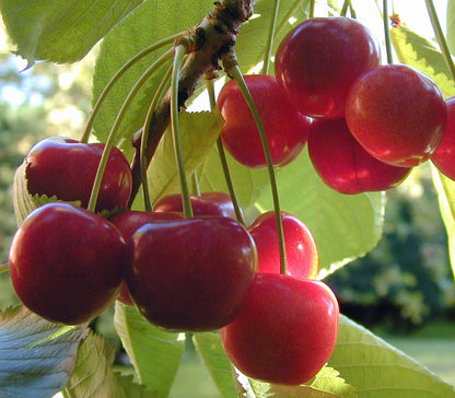 Dwarf Cherry Fruit Seeds
