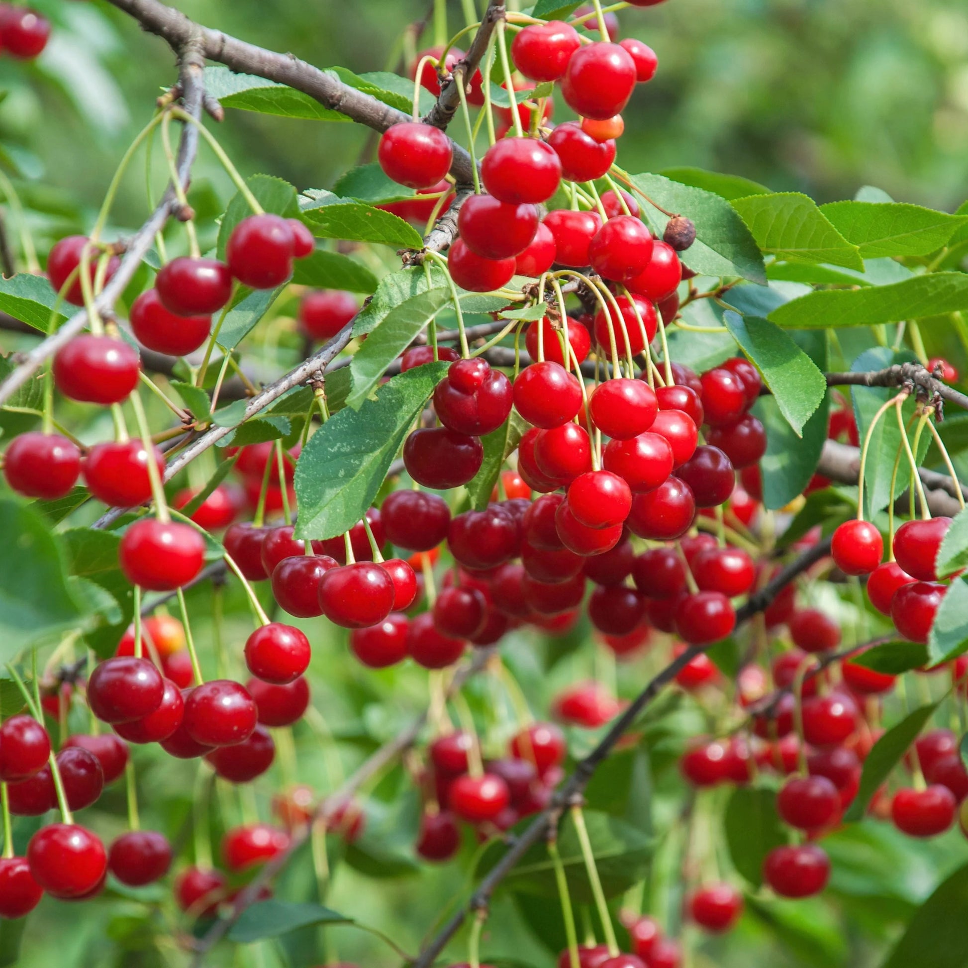 planting cherries from seeds Dwarf Cherry Fruit Seeds for Planting – Heirloom, Non-GMO, Fruit Tree – Pure Asia Seeds