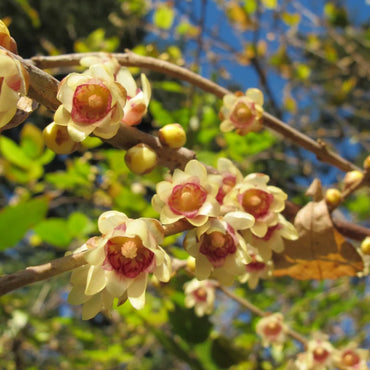 Semi di arbusto Wintersweet