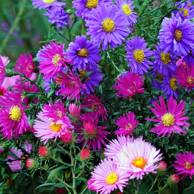 Aster Frostblumen Samen