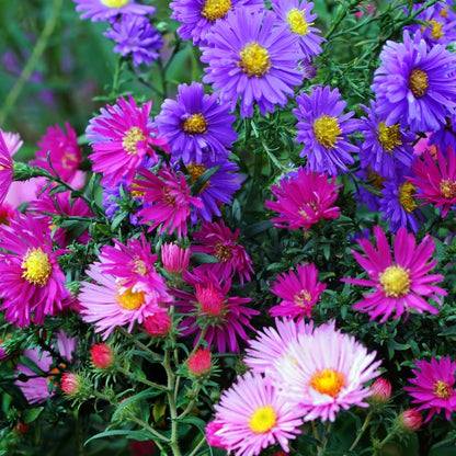 Aster Frostblumen Samen