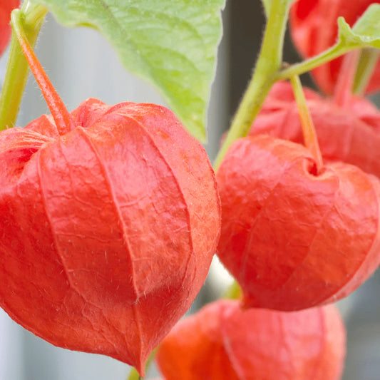 Lantern Flower Seeds