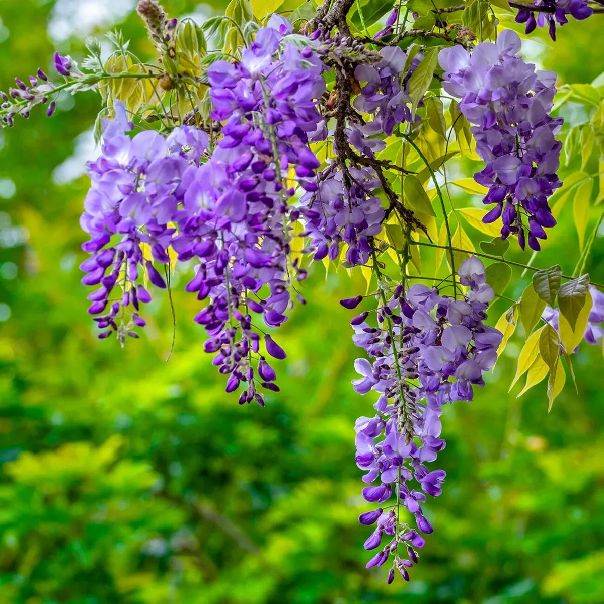 Violet Wisteria Flower seeds for Planting - Vibrant Colors, Heirloom & GMO Free Seeds for Home Garden