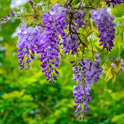 Violet Wisteria Flower seeds for Planting - Vibrant Colors, Heirloom & GMO Free Seeds for Home Garden