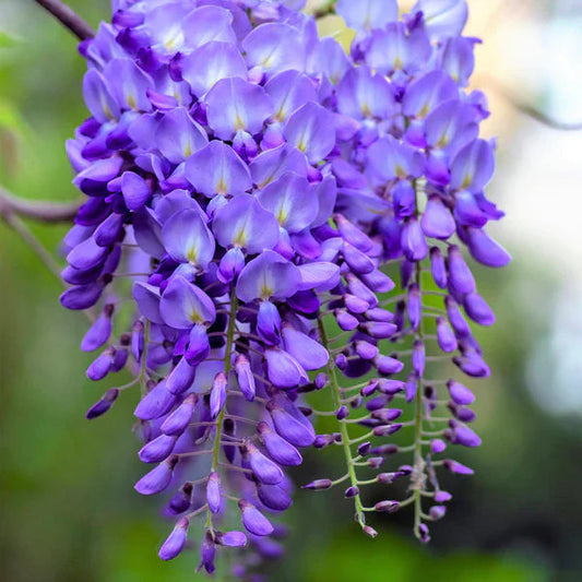 Heirloom Purple Chinese Wisteria Flower seeds for Planting Premium Quality Heirloom & GMO Free Seeds for Home Garden 
 
 Sale for planting in home garden