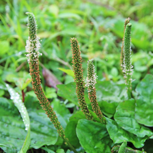 Plantago Asiatica Kräutersamen
