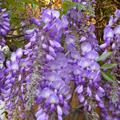 Wisteria Flower Seeds