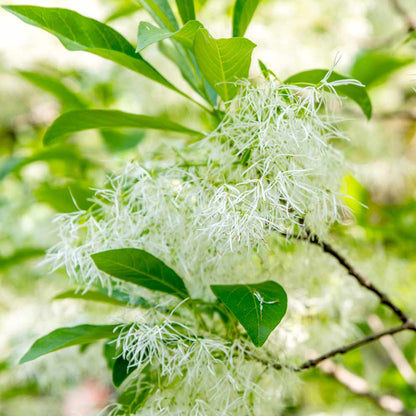 Fringe Flower Seeds