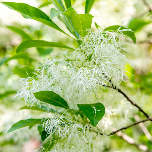 Fringe Flower Seeds