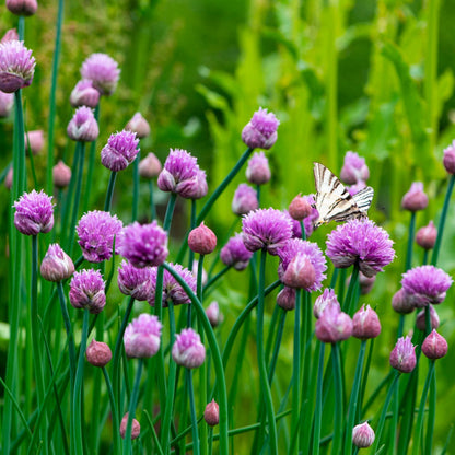 Chive (Allium Schoenoprasum) Herb Seeds