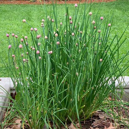 Chive Herb Seeds