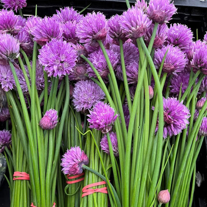 Chive (Allium Schoenoprasum) Herb Seeds