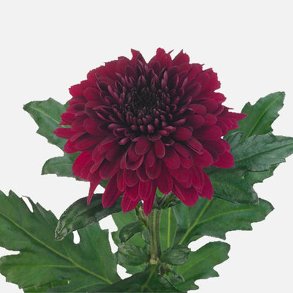 Deep Red Chrysanthemum Flower seeds for Planting - Compact Growth, Heirloom & GMO Free Seeds for Home Garden