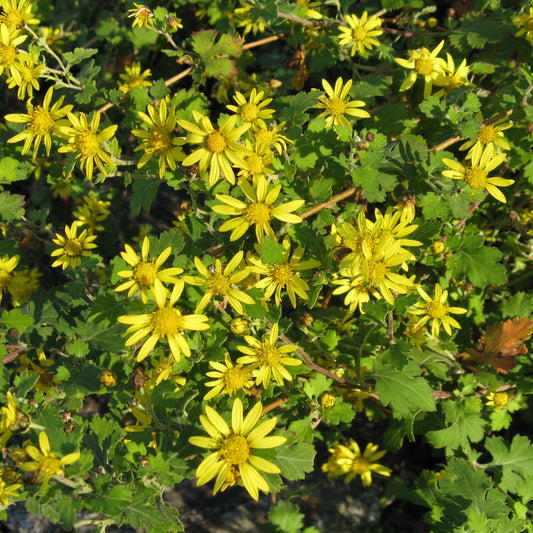 Chrysanthemum Indicum Flower Seeds