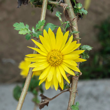 Chrysanthemum Indicum Flower Seeds