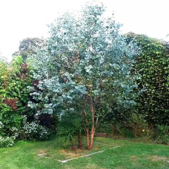 Cider Gum Eucalyptus Seeds For Planting heirloom non-gmo organic garden seeds