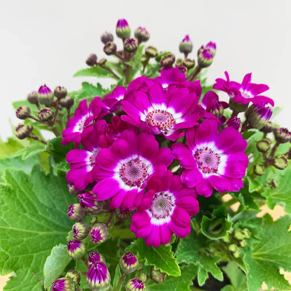 Pink Cineraria Flower seeds for Planting Cut Flower Favorite Heirloom & GMO Free Seeds for Home Garden 
 
 Sale seeds for home garden planting