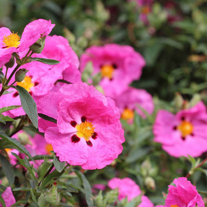 Pink Rock Rose Flower Seeds