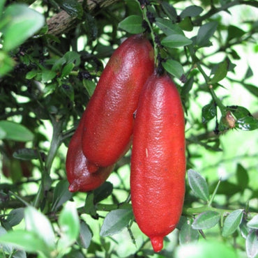 Semi di frutto di lime rosa