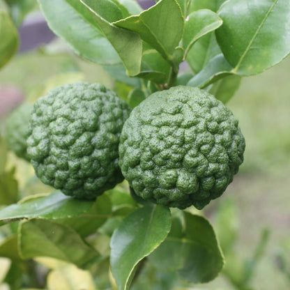 Kaffir Lime Fruit Seeds