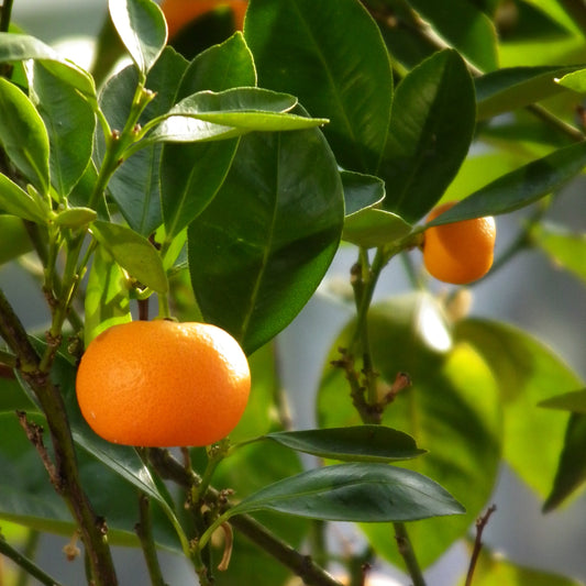 Mandarin Orange Fruit Seeds