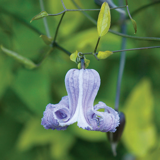 Clematis Crispa Flower Seeds