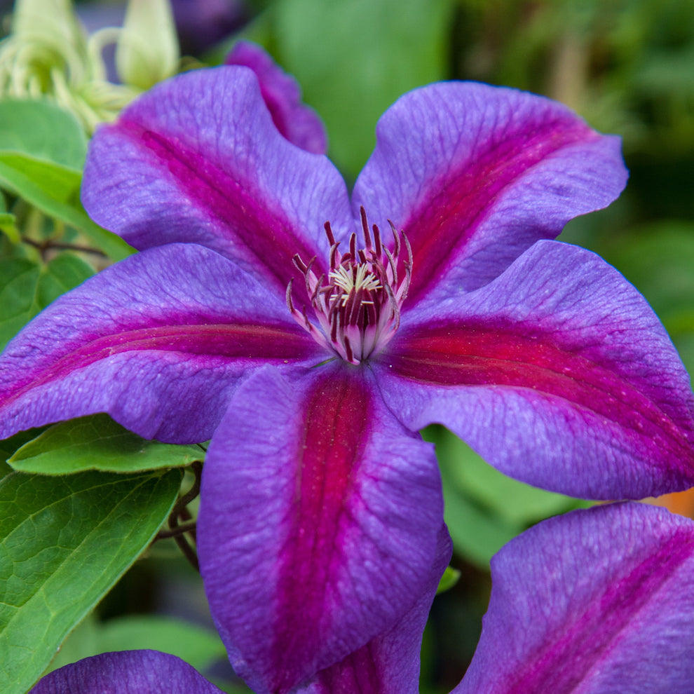 Pink Violet Clematis Flower seeds for Planting - Cottage Garden Essential, Heirloom & GMO Free Seeds for Home Garden
 
 Sale for planting in home garden