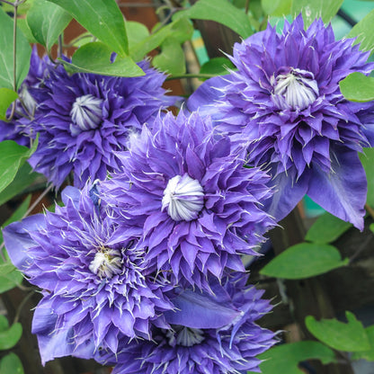 Double Purple Clematis Flower Seeds
