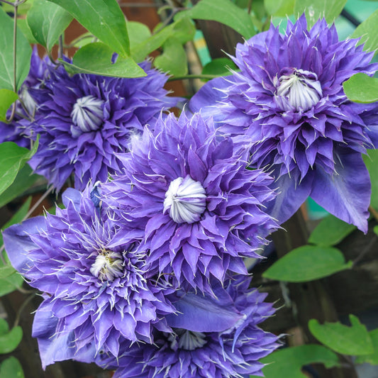 Double Purple Clematis Flower Seeds