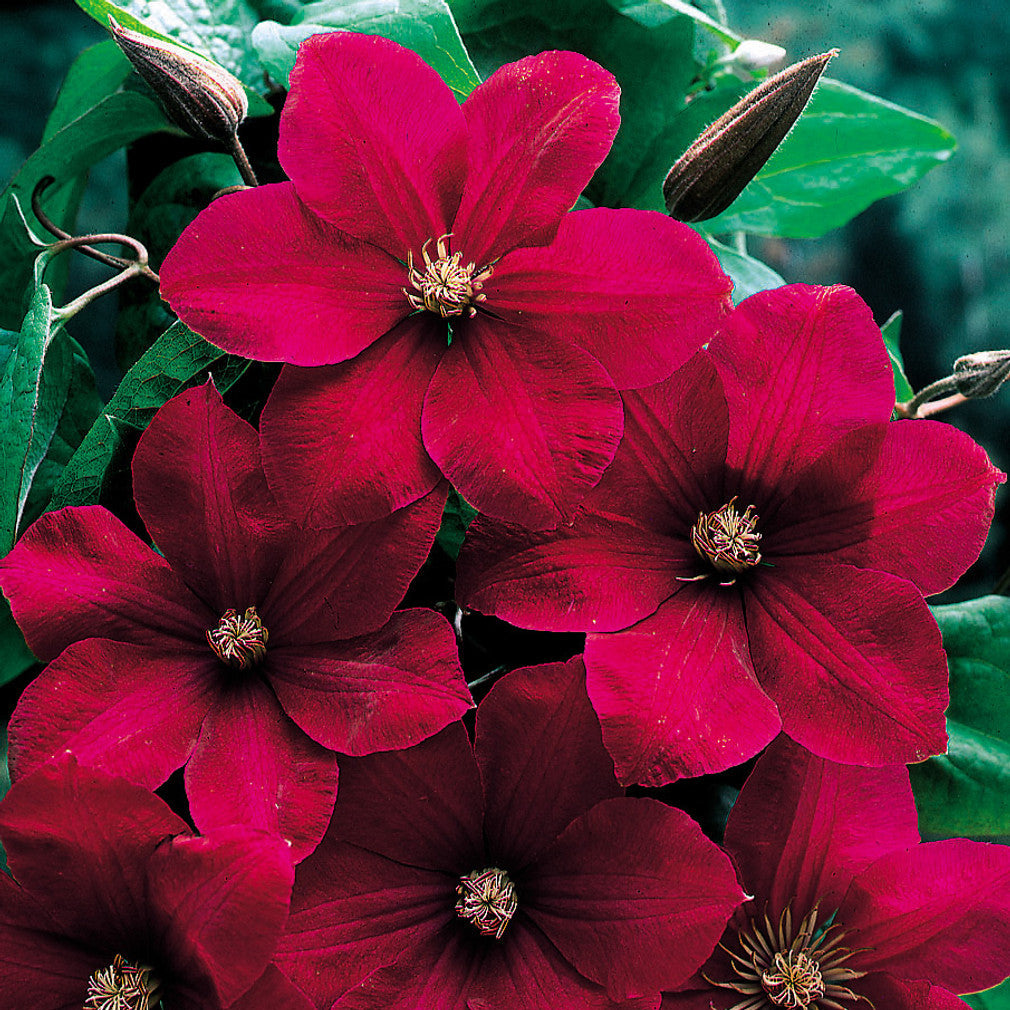 Red Clematis Flower Seeds