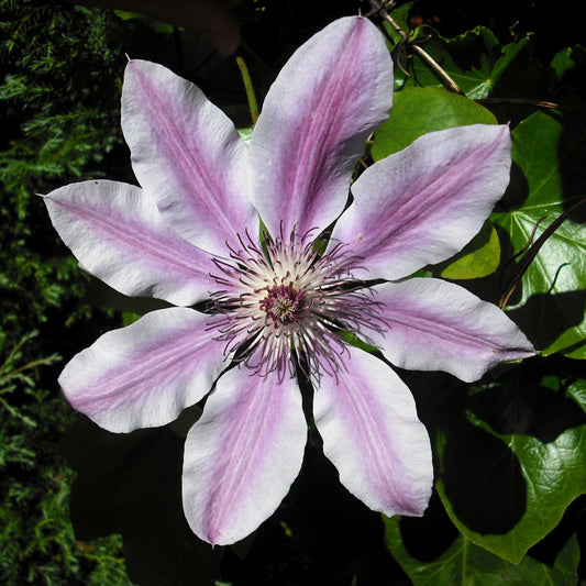 Clematis Flower Seeds