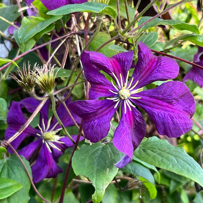 Purple Green Clematis Flower Seeds