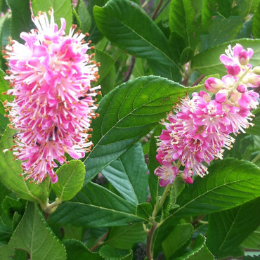 Pink Summersweet  Flower  Seeds