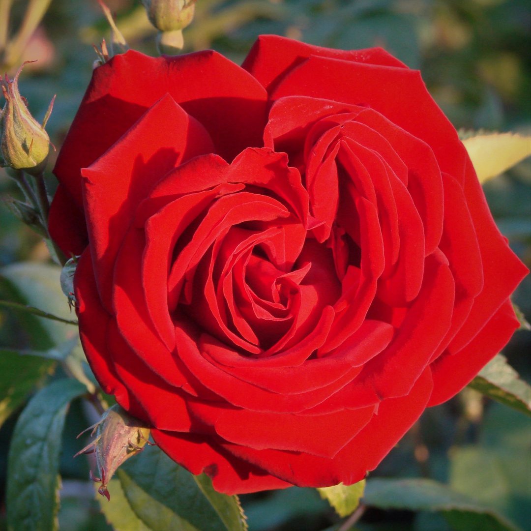 Climbing Red Cascade Rose - Bold Red Climbing Rose Bush for Your Garden