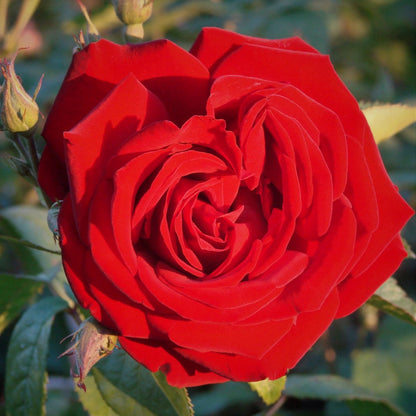 Climbing Red Cascade Rose - Bold Red Climbing Rose Bush for Your Garden
