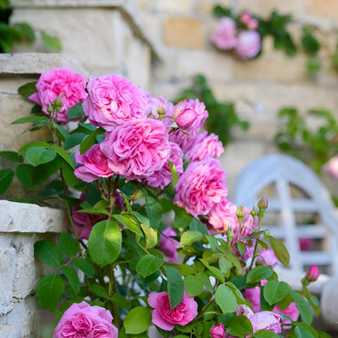 Pink Climbing Rose Flower Seeds