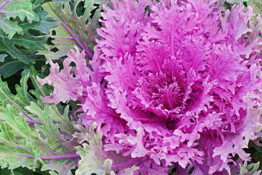 Ornamental Cabbage & Kale Vegetable Seeds for Planting – Heirloom, Non-GMO, Easy to Grow, Annual