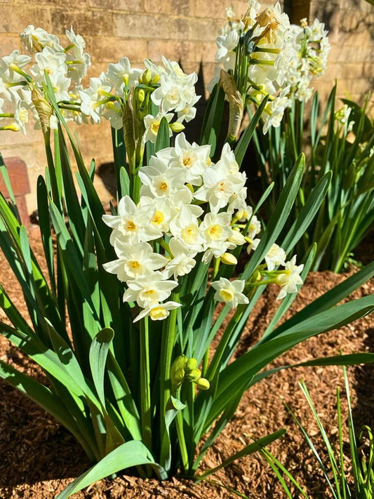 Jonquil Flower seeds for Planting - Easy to Grow, Heirloom & GMO Free Seeds for Home Garden