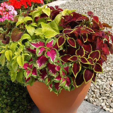 Semillas de la planta Coleus Wizard Pastel