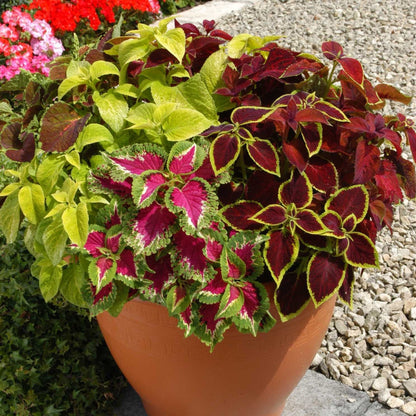 Semillas de la planta Coleus Wizard Pastel