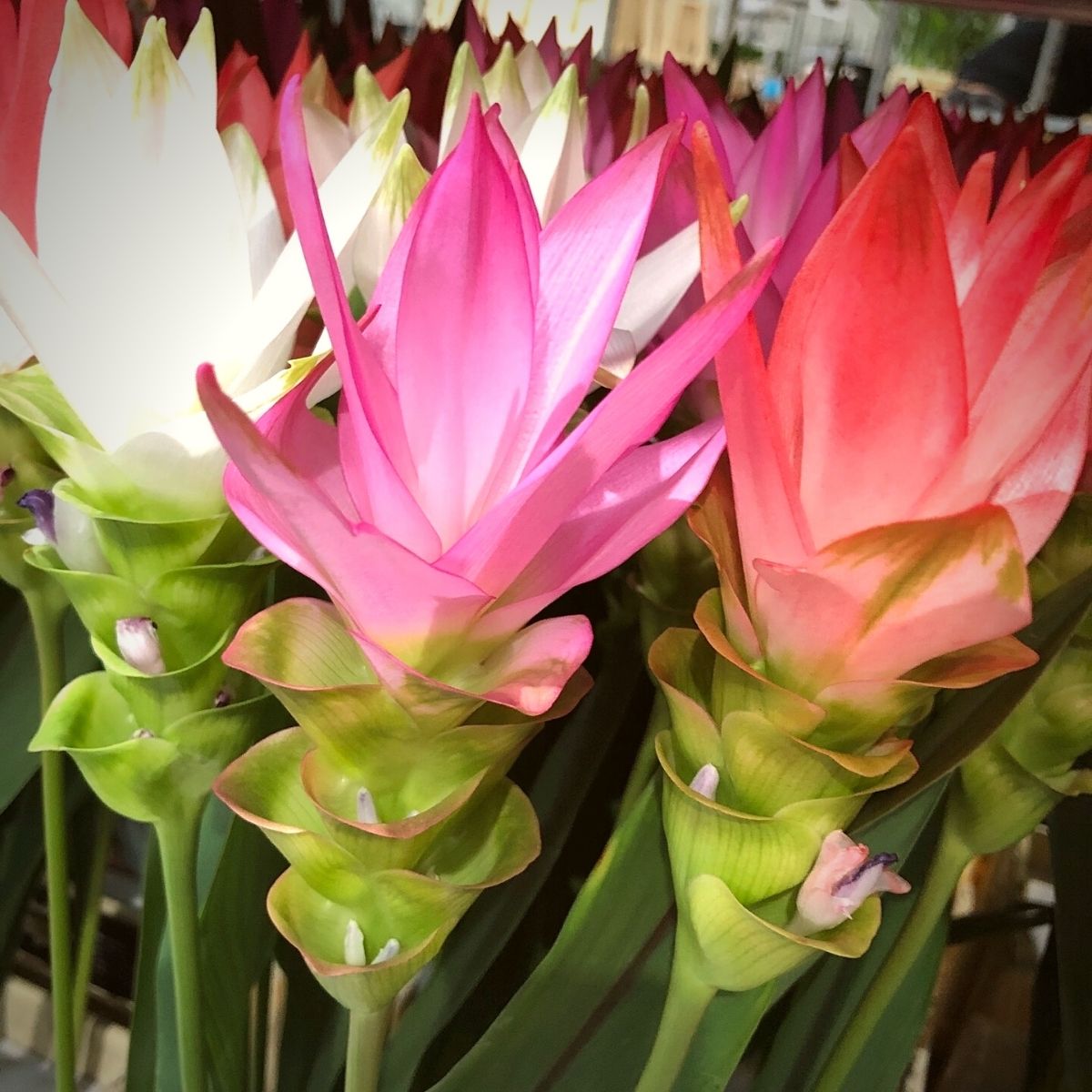 Curcuma Mix Flower Planting Seeds - Vibrant Tropical Blooms for Your Garden