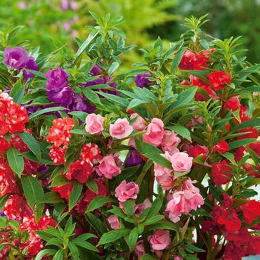 Colorful Balsam Flowers for Garden