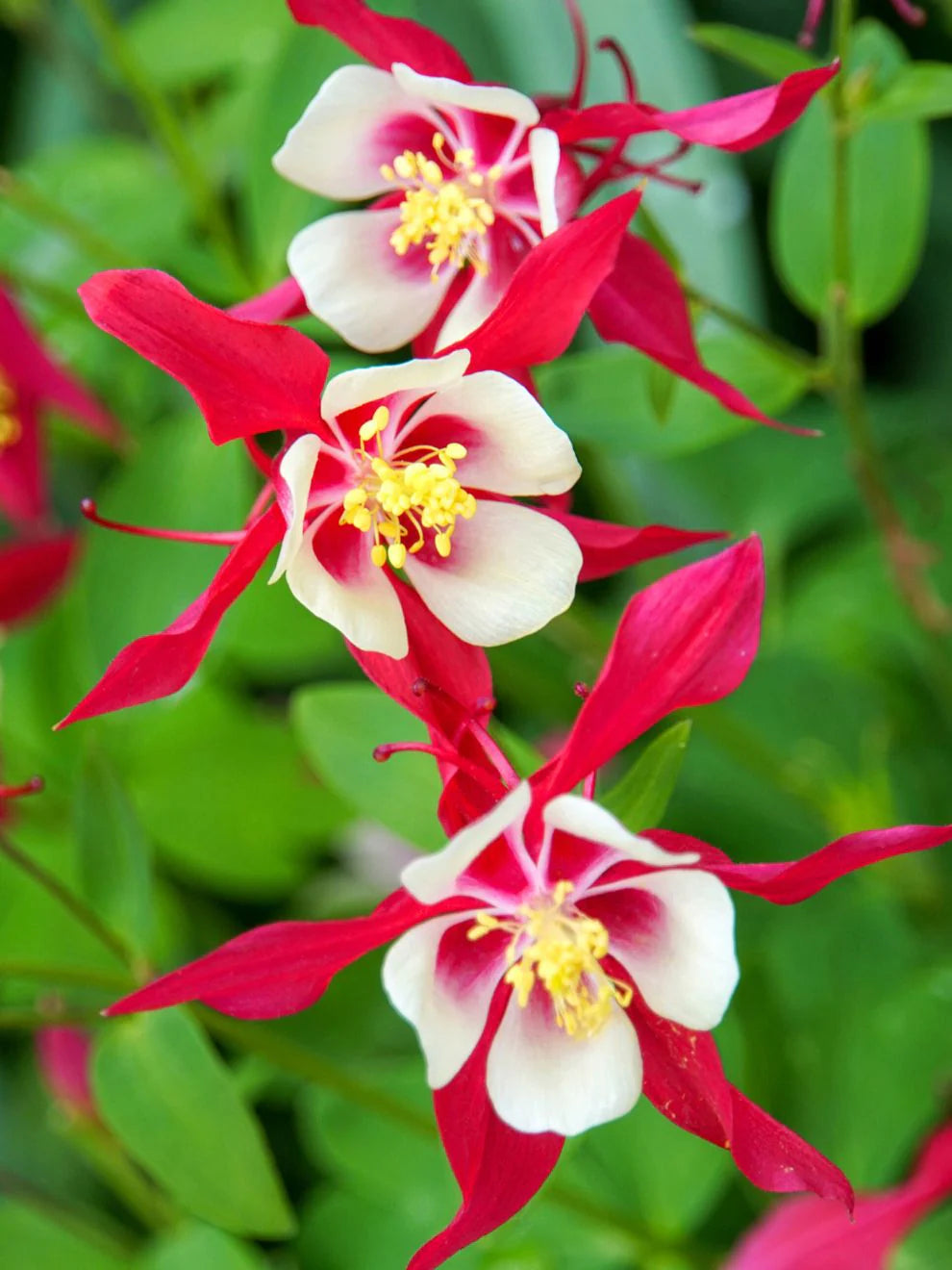 Canadian Columbine Flower Seeds