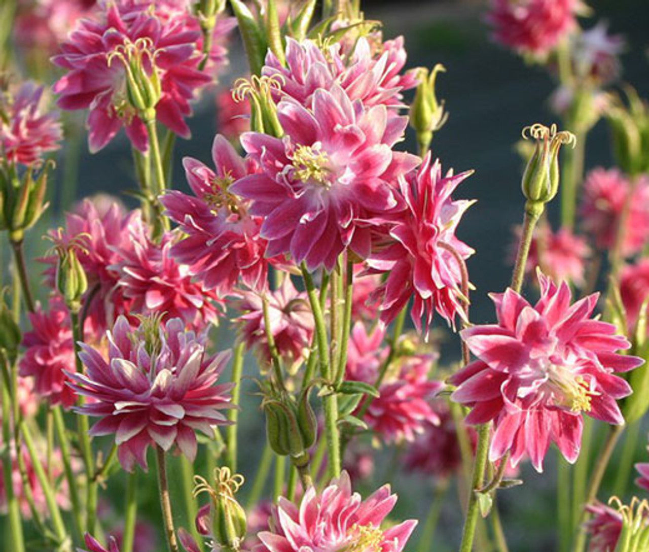 Aquilegia Vulgaris  Flower Seeds