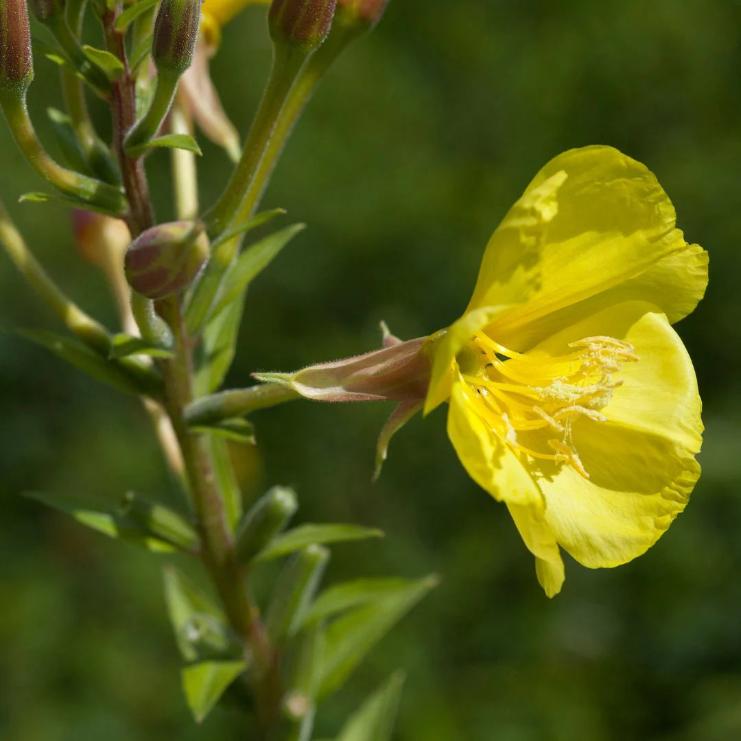 Common Evening Primrose Flower Seeds
