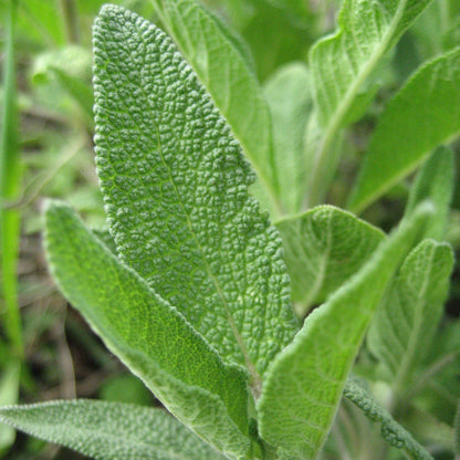 Common Sage Herb Seeds