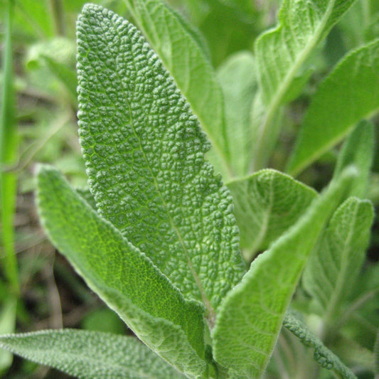 Common Sage Herb Seeds